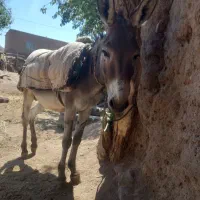 خرگله ای آرام نرکی دوساله ونیم