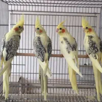 عروس هلندی دوکت