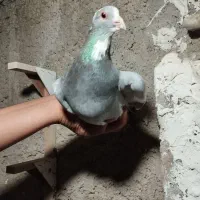 نقره ای پلنگ|پرنده|زرند, |دیوار