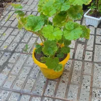 گل های خانگی|گل و گیاه طبیعی|اهر, |دیوار