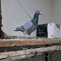 دوبر ماده|پرنده|اردبیل, |دیوار