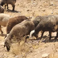 شیشک و میش