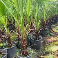 ‌پالم واشنگتن ( حراج)|خدمات باغبانی و درختکاری|سلمان‌شهر, |دیوار