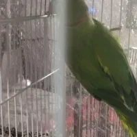 سلام فروش سه ملنگو