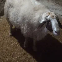 ورن|حیوانات مزرعه|کوزران, |دیوار