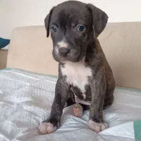 توله سگ پیت بول