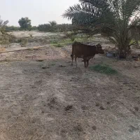 گاو با گوساله|حیوانات مزرعه|شمیل, |دیوار