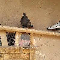 جفت کبوتر سینه سیا|پرنده|اسفراین, |دیوار