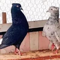 دم سفید