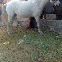 مادیون آبستن فروش یا معاوضه با هرچی