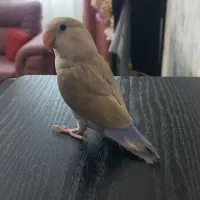 طوطی برزیلی