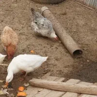 ۳ تا مرغ ۲تا اردک ماده