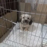 سگ شیتزو مامره ۲نیم ماهه سالم|سگ|مشهد, حضرت حجت|دیوار