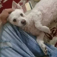 پامر نژاد خاص المانی