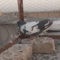 کبوتر
