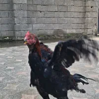 خروس لاری سنگین