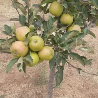 باغ ۱۰۰۰ متری در سربندان