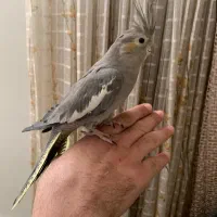 عروس هلندی نر دستی و باهوش و سخنگو با قفس|پرنده|تهران, جیحون|دیوار