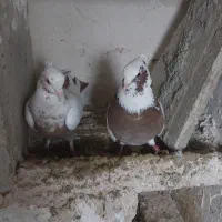 کبوتر|حیوانات|کرمانشاه, |دیوار