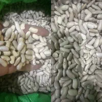 لوبیا کشاورزی
