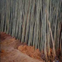 فروش نهال از خود خزانه بدون واسطه|خدمات باغبانی و درختکاری|کاشمر, |دیوار