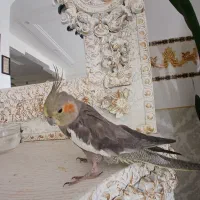 عروس هلندی پاوه|پرنده|پاوه, |دیوار