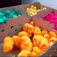 جوجه رنگی محلی کاکولی نژاد دار