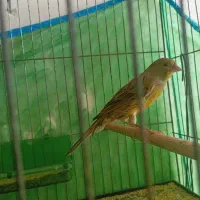 قناری.  نر. و ماده|پرنده|شیراز, کرونی(خاتونک)|دیوار