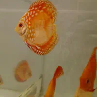 دیسکس درجه یک و حرفه ای|ماهی|کرج, گلشهر|دیوار