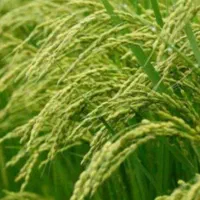 فروش-شالیزار