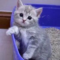 بچه گربه اسکاتیش