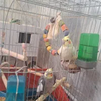 عروس هلندی
