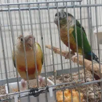 طوطی گرینچیک مولد ۲ ساله|پرنده|شهرکرد, |دیوار