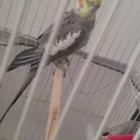 عروس هلندی|پرنده|سرپل ذهاب, |دیوار