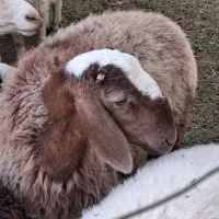 غوچ چینی و بره نر