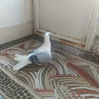 پشت گراف ماده