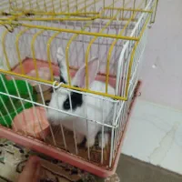 خرگوش خانگی