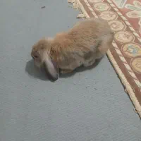 خرگوش لپو ۵ ماهه|موش و خرگوش|اسلامشهر, شهرک مفیدی|دیوار