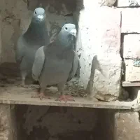 کبوتر فروشی|پرنده|سراوان, |دیوار