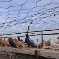 ۴۰ تا نر گلی .زرد .|پرنده|کرمان, |دیوار