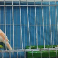 قناری همه نژاد های خاص