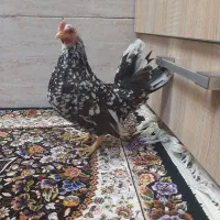 تخم مینیاتوری نطفه دار|حیوانات مزرعه|کهریزک, |دیوار