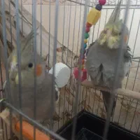 عروس هلندی
