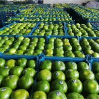 بار نارنگی ژاپنی تُناج بالا سر درخت