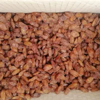 کشمش 3کیلویی (کارتنی)|خوردنی و آشامیدنی|نیشابور, بلوار گلها|دیوار