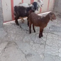 سه عدد بزقالع فروشی|حیوانات مزرعه|ملایر, |دیوار