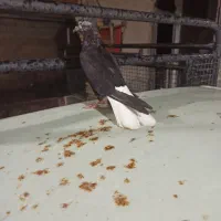 کبوتر ماده دمسفید