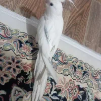 عروس هلندی گم شده|حیوانات|بوکان, |دیوار