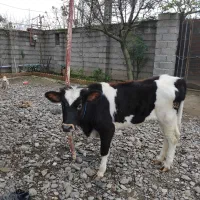 لیشه چالوسی فقیر