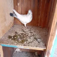 کبوتر|پرنده|نهاوند, |دیوار